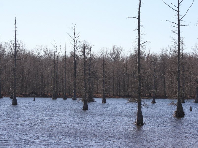 Big Oak Tree State Park, Missouri, USA